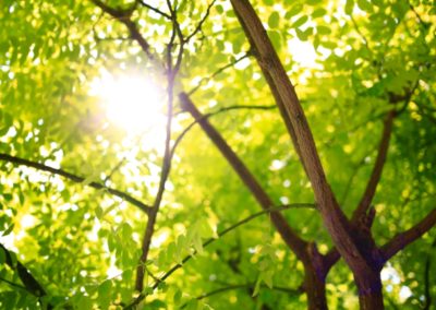 green leafed tree with sunlight at daytime